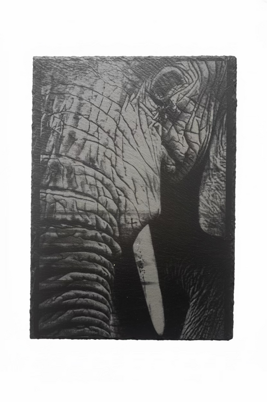 Elephant - Slate Engraving